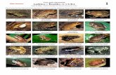 155 Cuba Anfibios y Reptiles