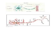 Bahagian Neuron