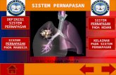 Sistem pernafasan XI IPA 2