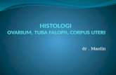 Dr.maulin - Histologi Ovarium, Tuba, Uterus