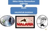 Ppt plasmodium malariae