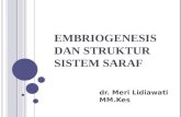 PW Embrio Saraf