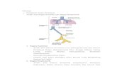 Histolohi saluran pernapasan