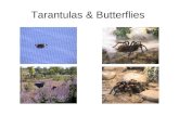 Tarantulas & Butterflies