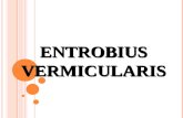 Entrobius vermicularis 2003