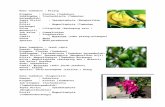 Klasifikasi tanaman