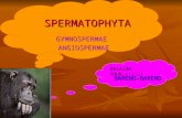 Plantae   spermatophyta