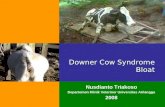 Downer cow syndrome & bloat 2008 - triakoso