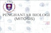 Mitosis ppt