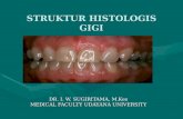 struktur histologis gigi