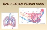 Bab 7 sistem pernafasan