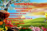Oogenesis xii ipa 6