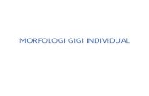 Morfologi Gigi Individual