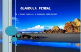 glandula pineal