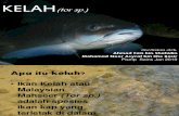KELAH(Tor Sp