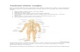 Anatomi sistem