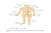 Anatomi tulang