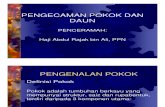 Asas Pengecaman Pokok Dan Daun - Hj. Abdul Rajak B.Ali , PPN