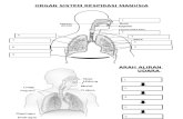 Bab 1 ( Sistem Respirasi Manusia )