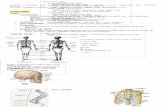 Anatomi Nota Ringkas