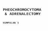Pheochromocytoma by Group 1.Ppt Edit (2)