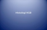 Histologi KGB