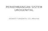 2.6 Perkembangan Sistem Urogenital