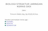 Ikg-08 Slide Biologi Struktur Jaringan Keras Gigi (2)