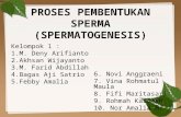 Proses pembentukan sperma (spermatogenesis) kelompok 1