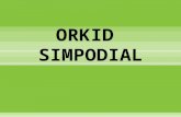 Simpodial orkid