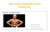 Pjm 3106 anatomi dan fisiologi-Sistem otot