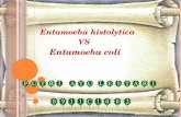 Entamoeba hystolitica & entamoeba coli