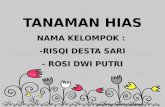 Tanaman hias_prakarya by rizqi & rossi
