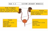 Chapter 3.2 sistem urinari manusia   revised 2010