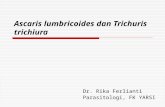 Ascaris Lumbricoides Dan Trichuris Trichiura