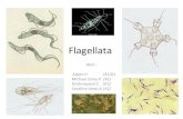 Biology - Flagellata