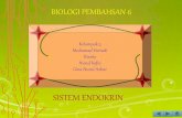 Biologi - sistem endokrin