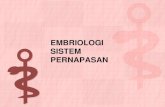 Bahan kuliah embriologi sistem pernapasan