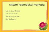 Sistem reproduksi-pd-manusia