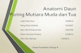 Anatomi daun puring mutiara