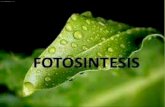 Fotosintsis pada tumbuhan