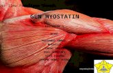 Ilmu pemuliaan ternak: gen myostatin