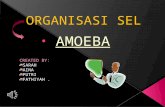 Organisasi sel amoeba (sarah)