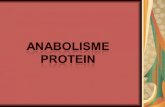 Sintesis protein 3