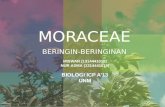 Family Moraceae - Botani Tumbuhan Tinggi