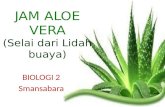 Jam Aloe Vera (selai lidah buaya)
