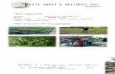 Gambar tanaman stevia