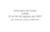 Animales de Cuba  Jutias 10 al 30 agosto 2007