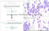 Leukemia Mielogenosa Kronik