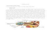 Tugas Reffereshing Anatomi Telinga Dan Fisiologi Pendengaran